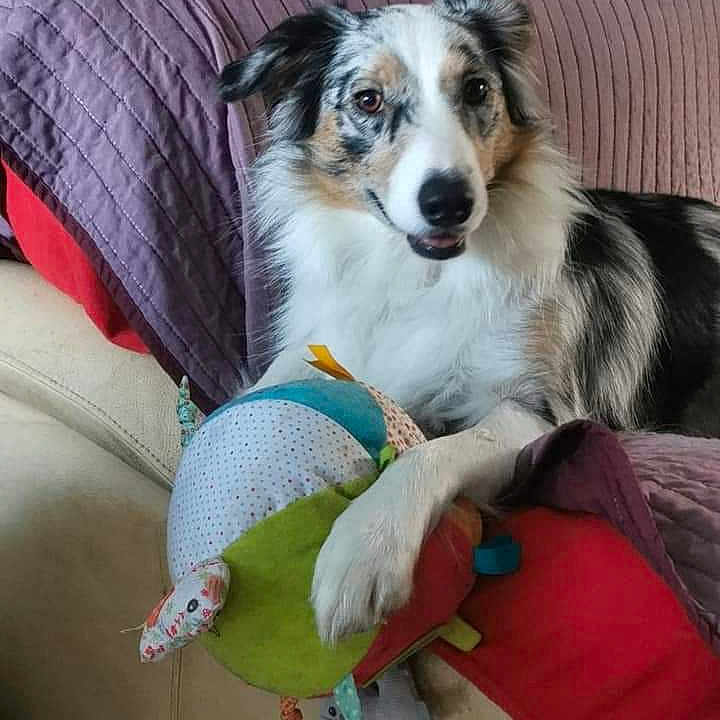 Lyra