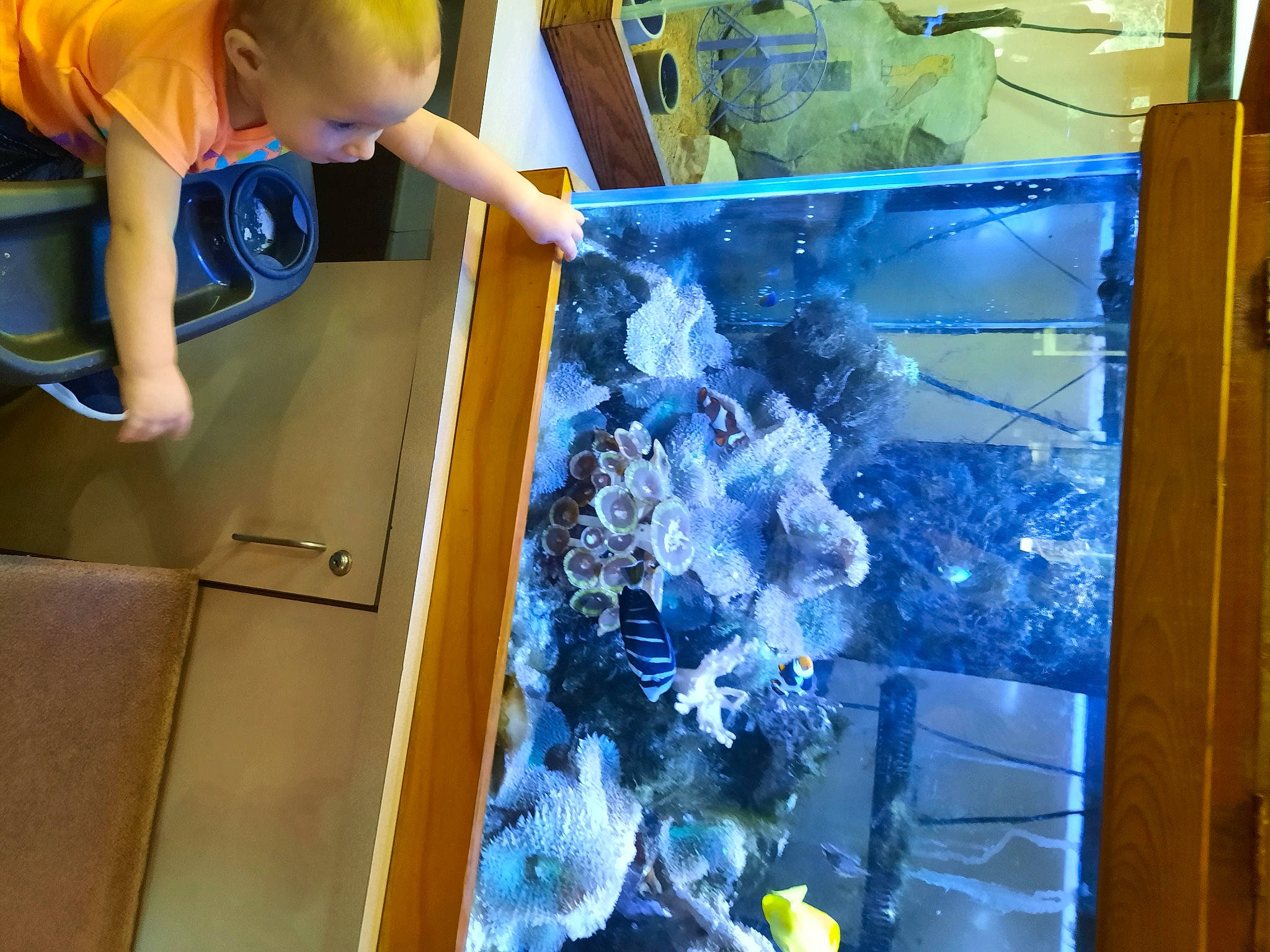 Melania is registered to the contest to win money with this photo: aquarium, blue, coral, coral_reef, display_case, electric_blue, fish, fun, glass, machine, marine_biology, marine_invertebrates, person, plastic, shorts, space, t_shirt, toddler, tree, water