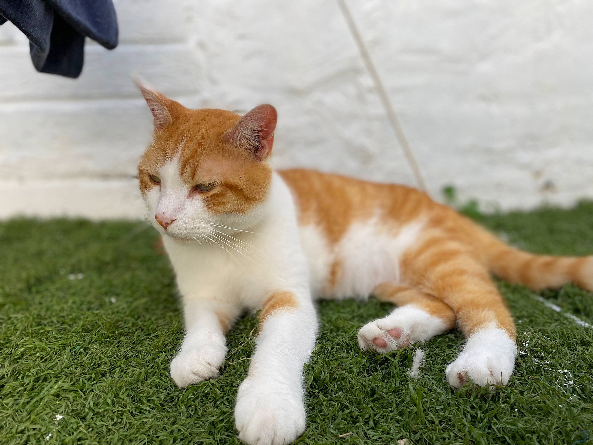 Pepito a rejoint le concours — aidez-le/la à gagner de superbes lots ! art, carnivore, cat, claw, domestic_short_haired_cat, fawn, felidae, fur, grass, paw, sitting, small_to_medium_sized_cats, snout, tail, terrestrial_animal, whiskers, wildlife, wood