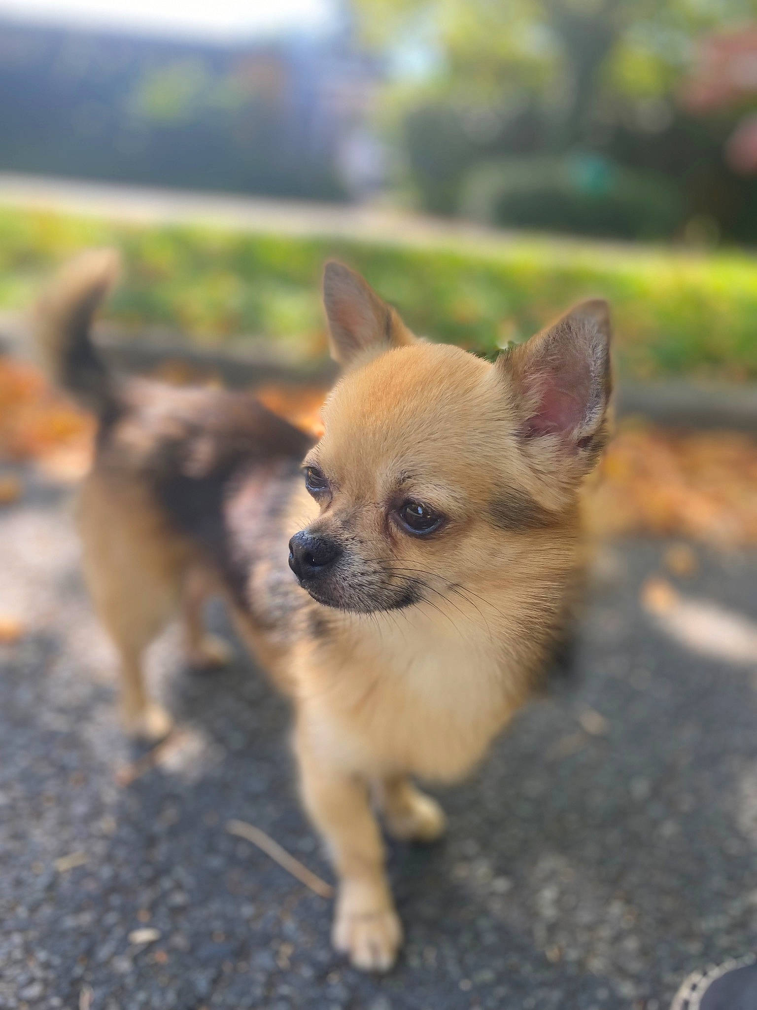 Pepin participe au concours pour gagner de l'argent avec cette photo : canidae, carnivore, chihuahua, companion_dog, dog, dog_breed, fawn, fur, grass, mammal, russkiy_toy, snout, soil, sporting_group, terrestrial_animal, toy_dog, vertebrate, whiskers, wildlife, working_animal