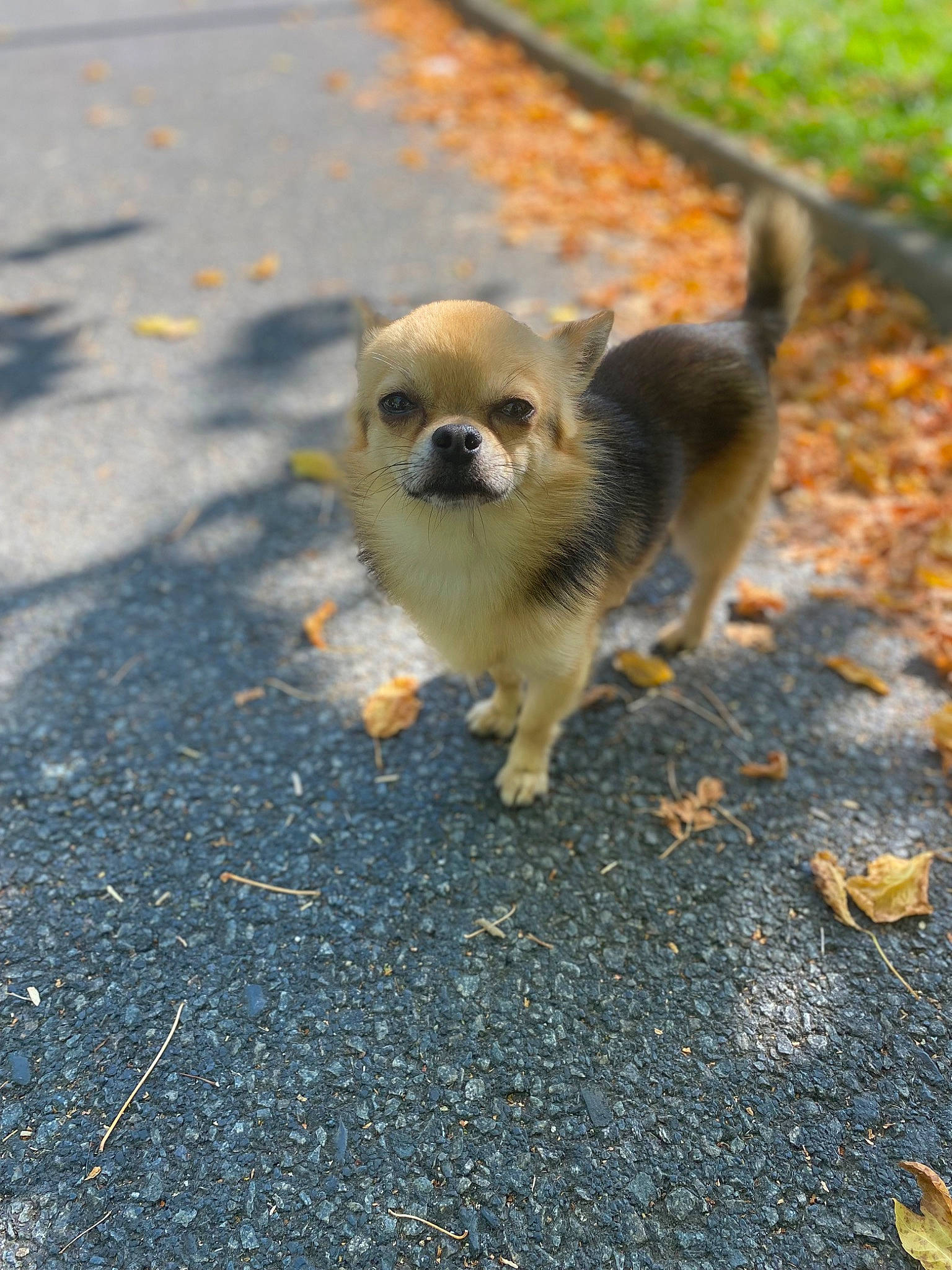 Pepin participe au concours pour gagner de l'argent avec cette photo : asphalt, canidae, carnivore, companion_dog, dog, dog_breed, fawn, fur, grass, road, road_surface, shadow, snout, soil, sporting_group, tail, terrestrial_animal, toy_dog, whiskers, wildlife