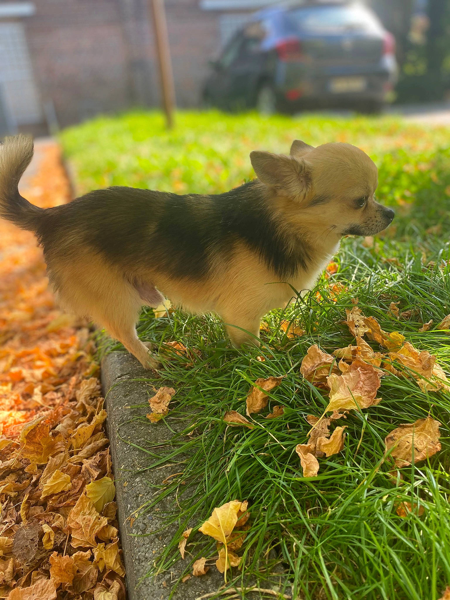 Pepin a rejoint le concours — aidez-le/la à gagner de superbes lots ! _geese_and_swans, art, canidae, carnivore, companion_dog, dog, dog_breed, ducks, fawn, grass, groundcover, plant, rodent, snout, sporting_group, tail, terrestrial_animal, toy, whiskers, wood