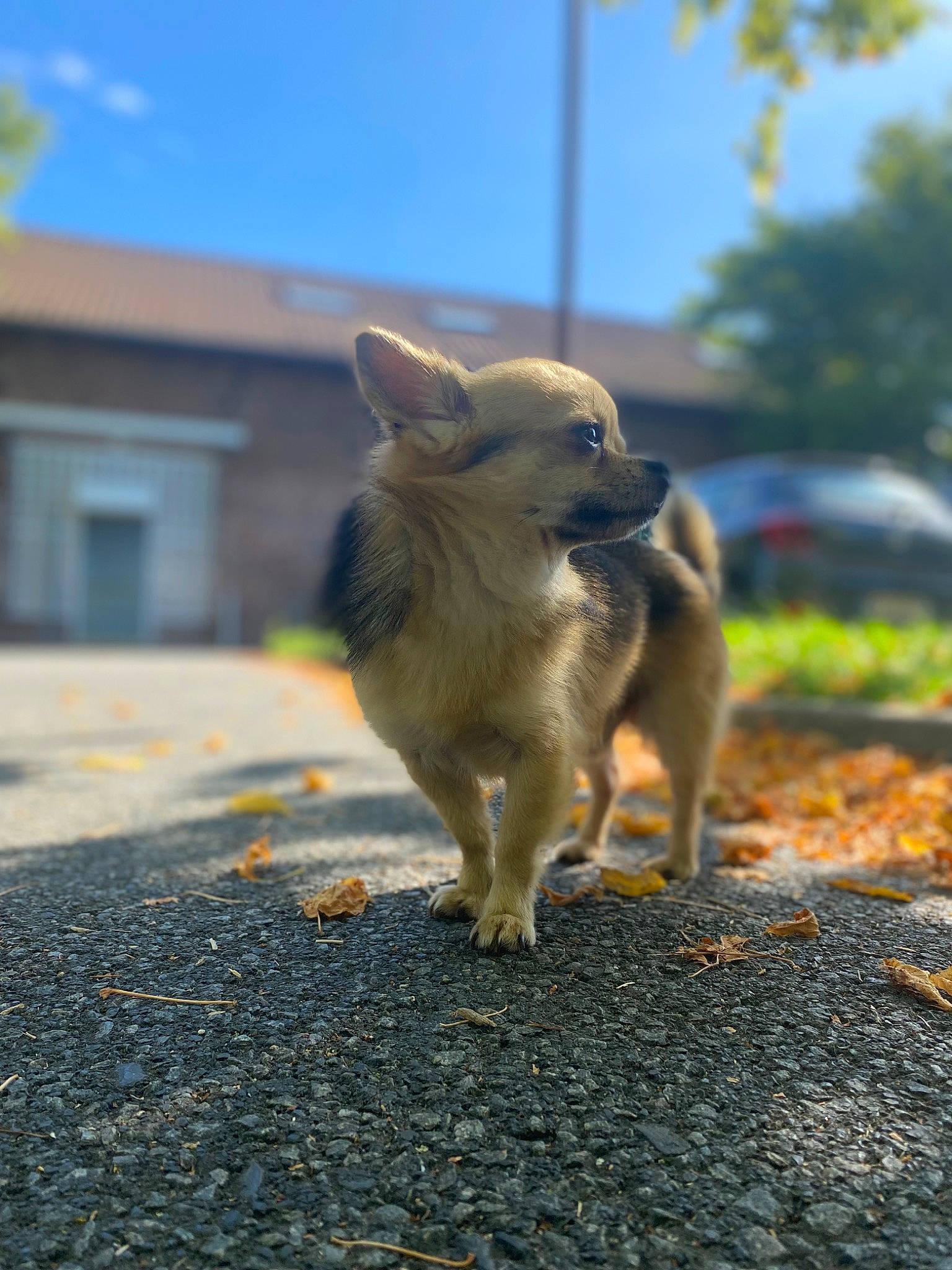 Pepin participe au concours pour gagner de l'argent avec cette photo : asphalt, carnivore, companion_dog, dog, dog_breed, fawn, felidae, grass, mammal, plant, road, road_surface, sky, snout, soil, sunlight, tail, toy_dog, tree, whiskers