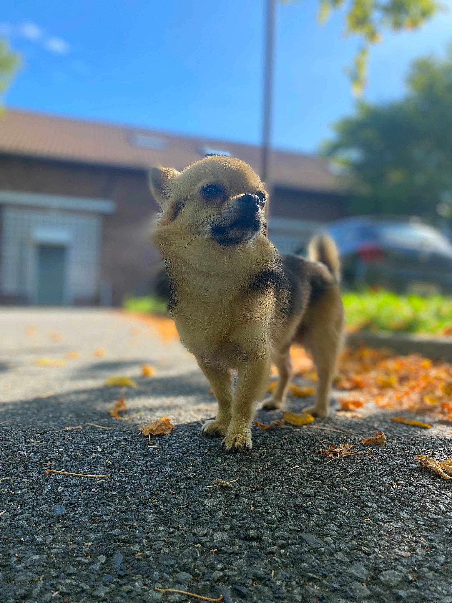 Pepin a rejoint le concours — aidez-le/la à gagner de superbes lots ! asphalt, carnivore, companion_dog, dog, dog_breed, fawn, grass, road, road_surface, shadow, sky, snout, soil, sporting_group, street, sunlight, tail, toy_dog, tree, window