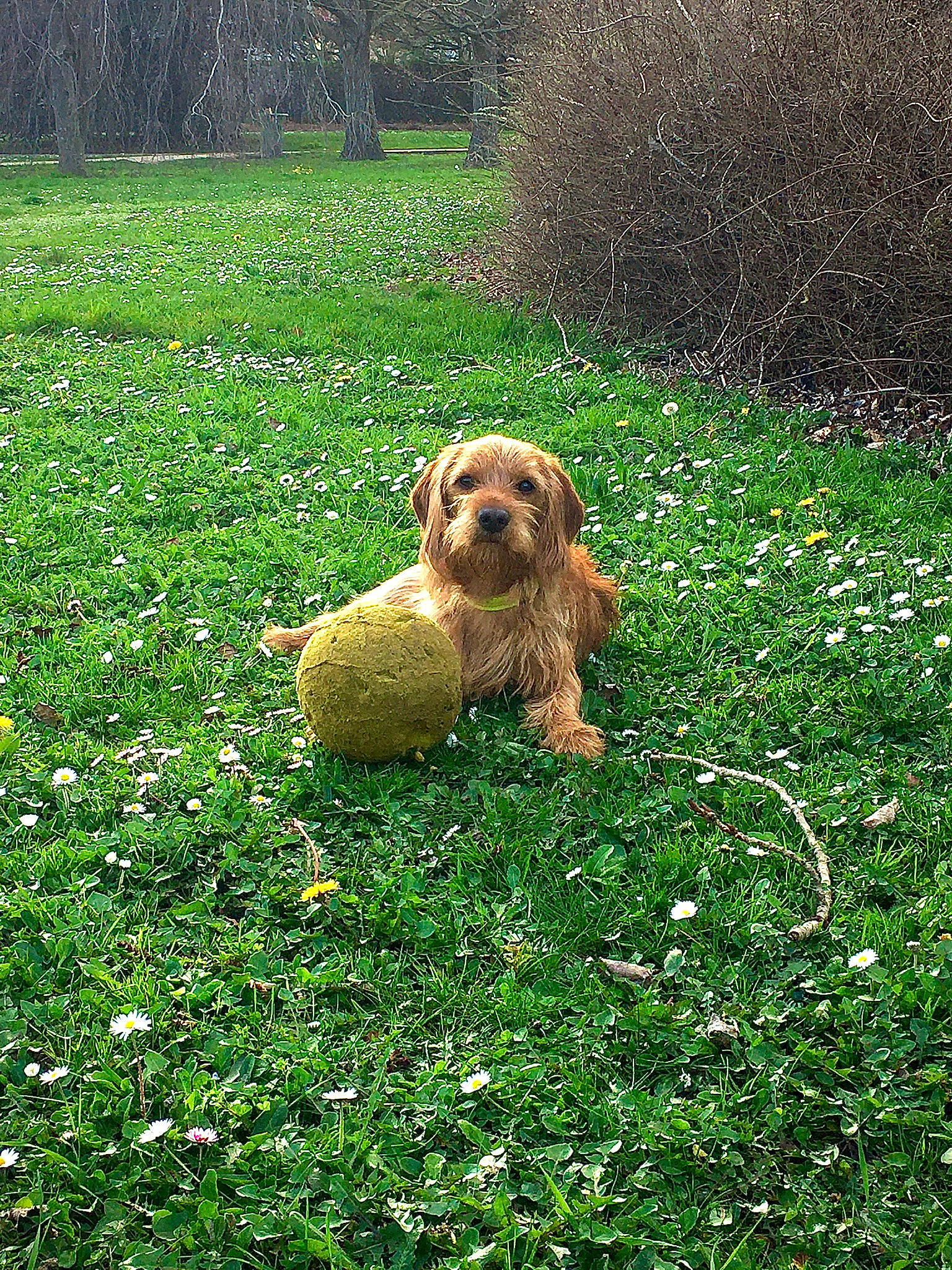 New-york a rejoint le concours — aidez-le/la à gagner de superbes lots ! canidae, carnivore, companion_dog, dog, dog_breed, fawn, field, flower, garden, grass, grassland, groundcover, lawn, meadow, people_in_nature, plant, shrub, sporting_group, tree, water_dog