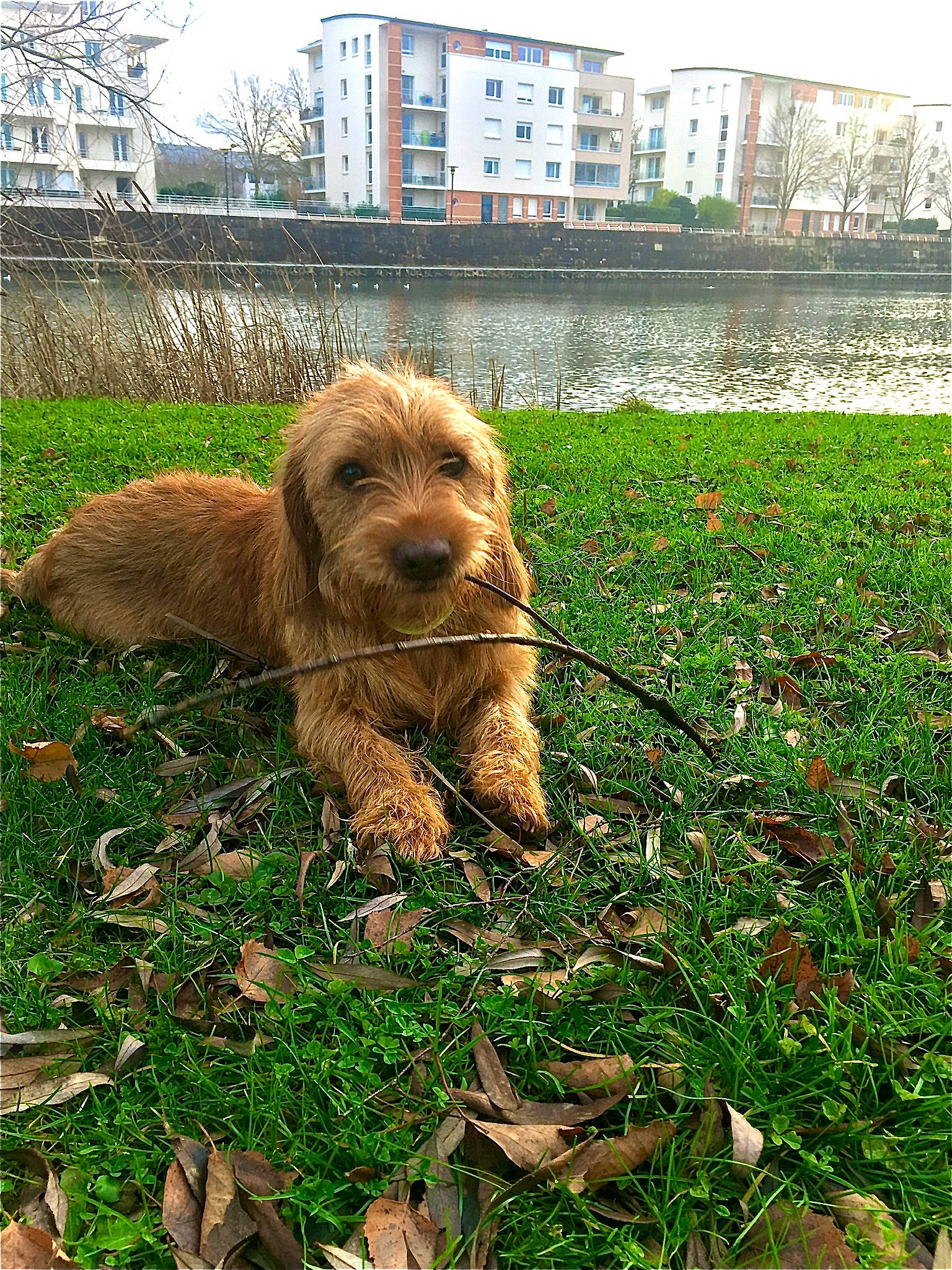 New-york participe au concours pour gagner de l'argent avec cette photo : building, carnivore, companion_dog, dog, dog_breed, fawn, flower, grass, groundcover, gun_dog, liver, plant, shrub, snout, soil, sporting_group, terrestrial_animal, terrier, water, water_dog