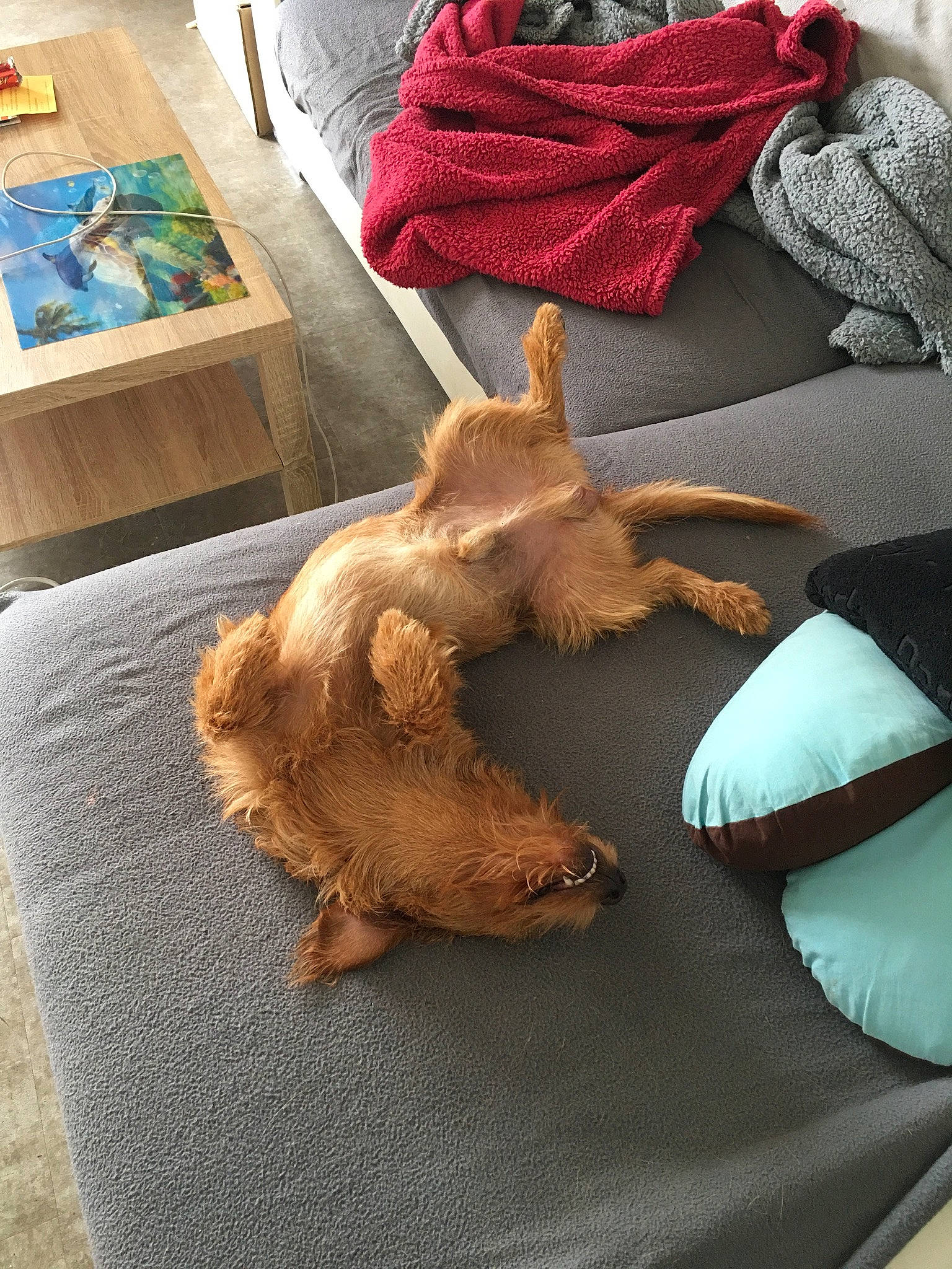 New-york participe au concours pour gagner de l'argent avec cette photo : art, bedding, carpet, comfort, companion_dog, dog_breed, fawn, felidae, flooring, foot, fur, human_leg, linens, room, tail, textile, throw_pillow, toy, wood, wool