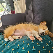 Vanille participe au concours pour gagner de l'argent avec cette photo : animal, architecture, bed, bedroom, blanket, canine, chair, couch, cushion, dog, furniture, homedecor, husky, indoors, interiordesign, person, pet, puppy, room, sleeping