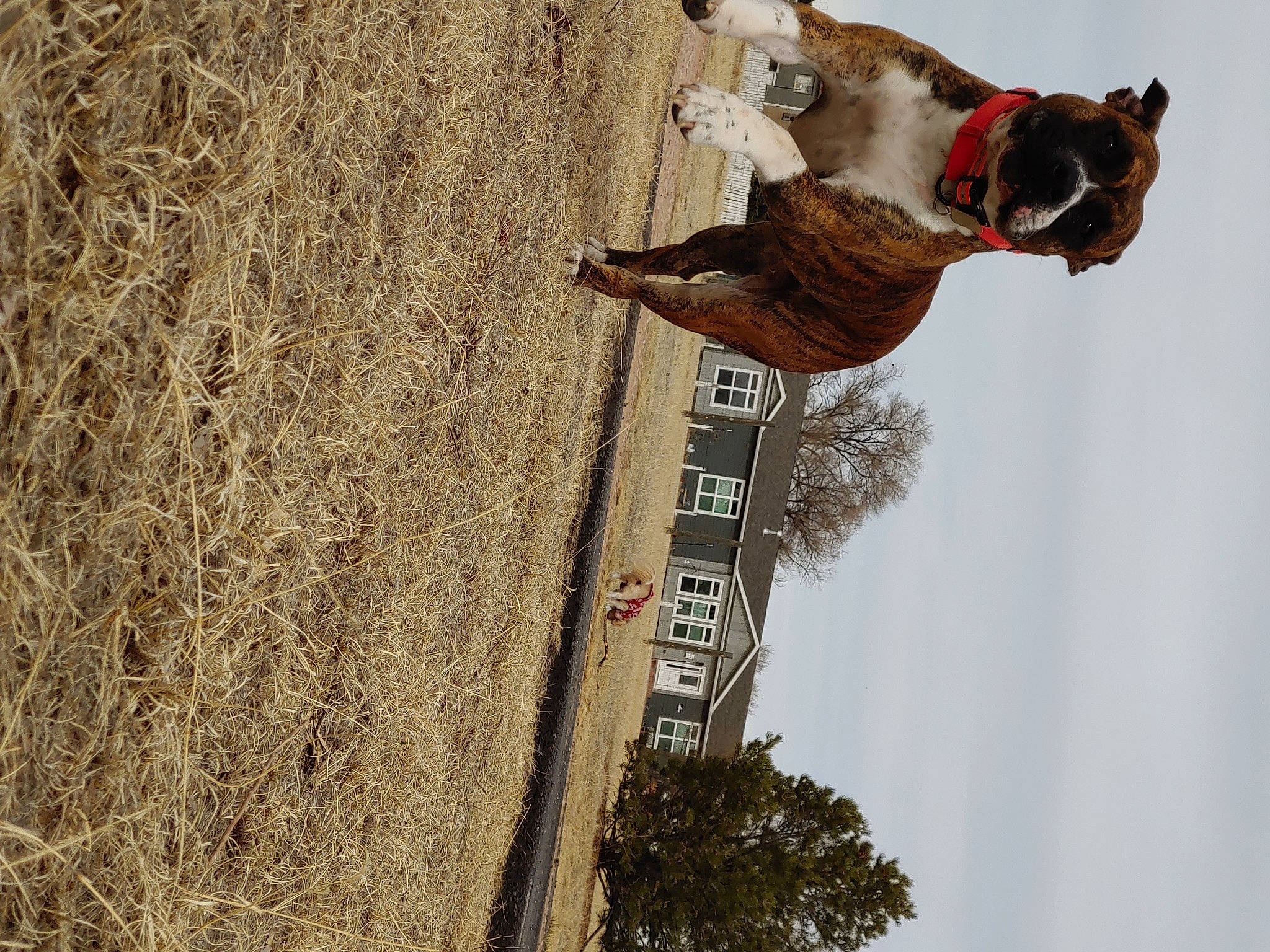 Chappie joined the competition — help win amazing prizes! adventure, carnivore, collar, companion_dog, dog, dog_breed, dog_collar, dog_supply, fawn, landscape, leash, plant, recreation, sky, soil, sporting_group, tree, water, wood, working_animal