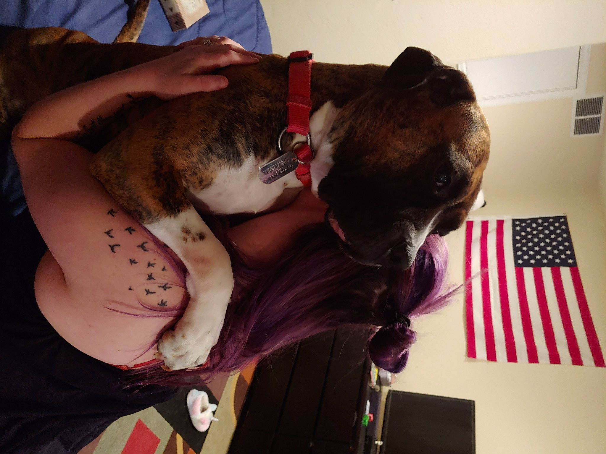 Chappie is registered to the contest to win money with this photo: canidae, carnivore, collar, comfort, companion_dog, dog, dog_breed, ear, elbow, eyewear, fawn, felidae, flag_of_the_united_states, flesh, fur, jaw, small_to_medium_sized_cats, snout, sporting_group, whiskers