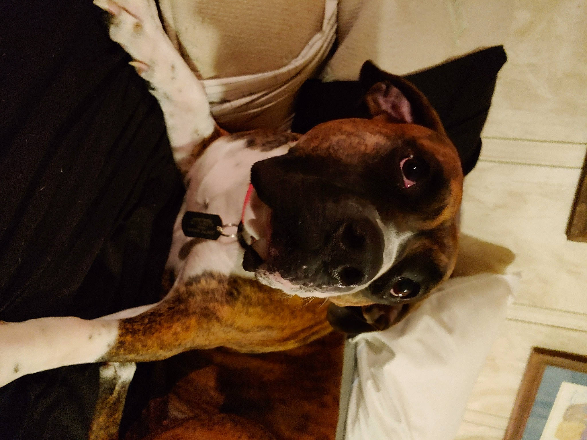 Chappie joined the competition — help win amazing prizes! canidae, carnivore, collar, comfort, companion_dog, dog, dog_breed, dog_collar, ear, fawn, fur, guard_dog, jaw, picture_frame, snout, sporting_group, wall_plate, whiskers, working_animal, working_dog