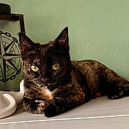 Rio joined the competition — help win amazing prizes! animal, calm, cat, closeup, compass, cute, decor, domestic, feline, green_wall, indoor, pet, portrait, relaxed, resting, texture, tortoiseshell, white_surface, wood, yellow_eyes