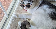 Chilaquiles Sirang is registered to the contest to win money with this photo: accessory, bed, cat, cozy, curled_tail, cute, feline, fur, gray, green_eyes, home, indoor, pet, playful, relaxed, sunglasses, sunlight, toy, white, window