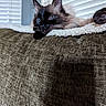 Evie joined the competition — help win amazing prizes! cat, blue_eyes, fluffy_fur, lying_down, blanket, couch, window_blinds, indoor, pet, relaxed, close_up, whiskers, ears, soft_lighting, home_interior, cozy, resting, feline, texture, domestic_animal