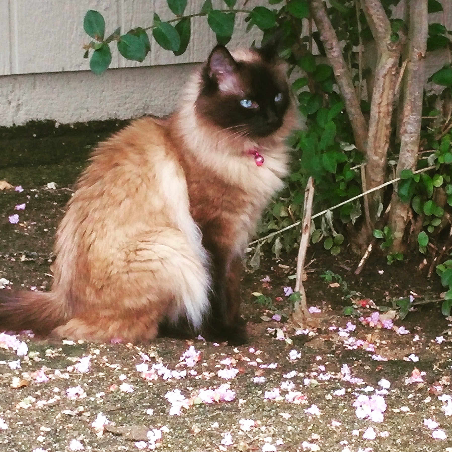 Evie joined the competition — help win amazing prizes! cat, siamese, blue_eyes, fluffy, pet_collar, pink_bell, outdoor, bush, green_leaves, flower_petals, ground, nature, animal, feline, sitting, fur, whiskers, side_view, garden, curious