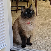 Evie is registered to the contest to win money with this photo: cat, siamese, blue_eyes, fluffy, sitting, indoor, carpet, doorway, collar, bell, pet, animal, feline, fur, whiskers, legs, wooden_chair, home, domestic, curious