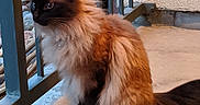 Evie is registered to the contest to win money with this photo: cat, siamese, fluffy, feline, animal, pet, sitting, outdoor, porch, railing, concrete, fur, whiskers, tail, side_view, domestic, mammal, quiet, curious, calm