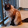 animal, calm, cat, concrete, curious, domestic, feline, fluffy, fur, mammal, outdoor, pet, porch, quiet, railing, siamese, side_view, sitting, tail, whiskers