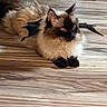 animal, bat_wings, black, brown, cat, chair_legs, costume, cute, domestic_cat, feline, floor, fluffy, home, indoor, lying_down, mammal, pet, red_eye, relaxed, wooden_floor
