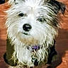 animal, black_fur, collar, companion, container, curious, cute, dog, domestic, fluffy, fur, household, indoor, looking_up, pet, scruffy, sitting, small_dog, white_fur, wooden_floor
