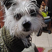 Told Twice Tt is registered to the contest to win money with this photo: black_and_white, chair, close_up, collar, dog, expressive_face, eyes_visible, fur, indoor, messy_hair, muddy, nose, pet, portrait, rug, small_breed, sweater, tiled_floor, wet_dog, whiskers