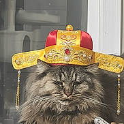 Diamond is registered to the contest to win money with this photo: cat, fluffy, crown, regal, pet, indoor, table, ornate, decorative, feline, closeup, animal, domestic, portrait, resting, gray, long_hair, whiskers, jewelry, headwear