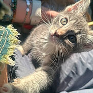 Butter is registered to the contest to win money with this photo: kitten, cat, pet, whiskers, paw, close_up, portrait, sunlight, furry, playful, domestic, animal, gray_cat, indoor, human_arm, bracelet, texture, eye, nose, curiosity