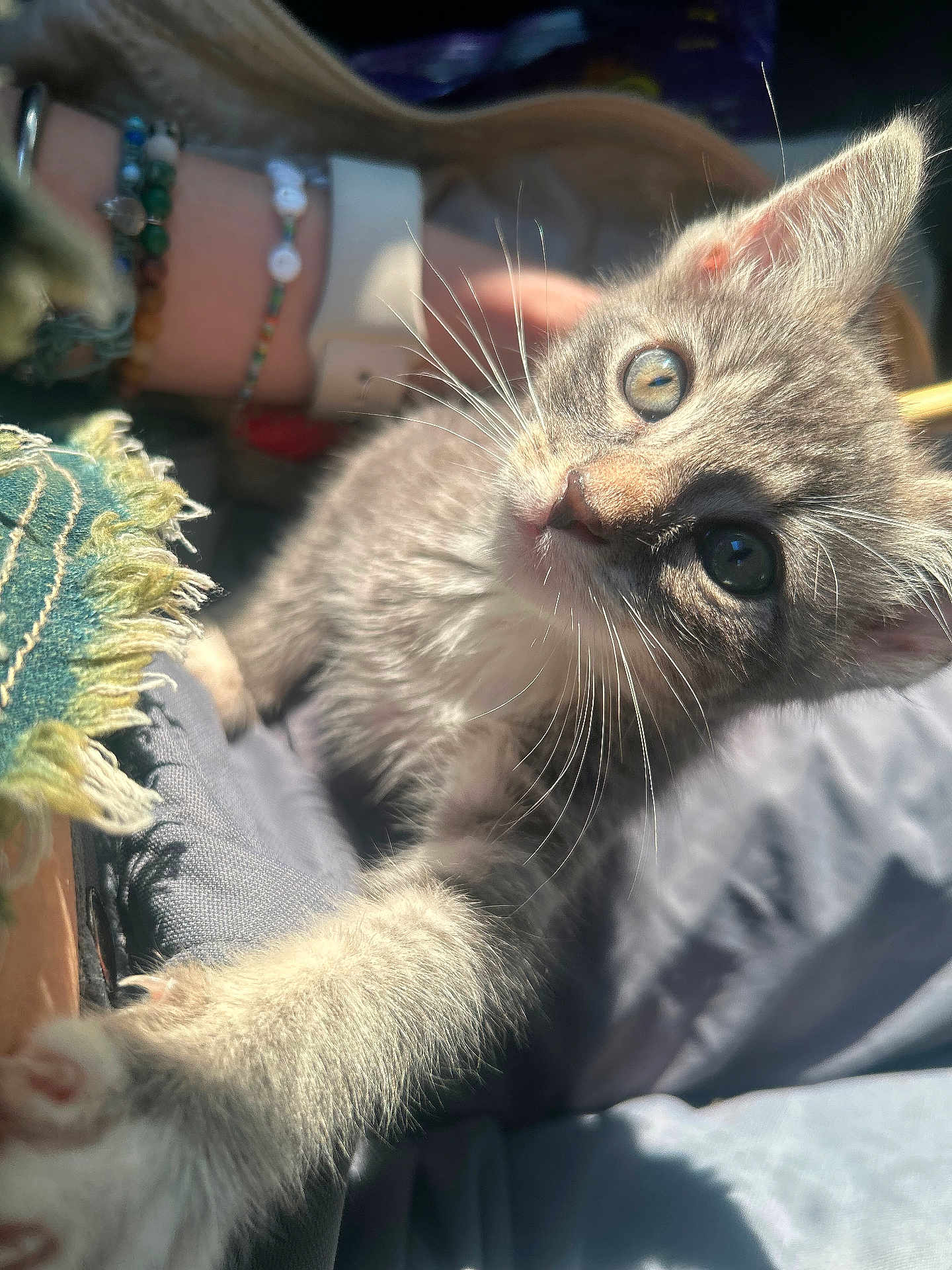 Butter is registered to the contest to win money with this photo: kitten, cat, pet, whiskers, paw, close_up, portrait, sunlight, furry, playful, domestic, animal, gray_cat, indoor, human_arm, bracelet, texture, eye, nose, curiosity