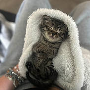 Shi joined the competition — help win amazing prizes! animal, blanket, bracelets, cat, comfort, cozy, cute, domestic_cat, fluffy, fur, hands, indoor, kitten, lap, pet, relaxation, resting, sleeping, soft, tabby