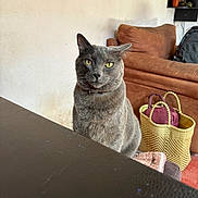 Rengar is registered to the contest to win money with this photo: cat, gray_cat, yellow_eyes, indoor, furniture, couch, basket, bag, wall, table, pet, animal, domestic, looking, sitting, cozy, home, feline, curious, portrait