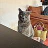 cat, gray_cat, yellow_eyes, indoor, furniture, couch, basket, bag, wall, table, pet, animal, domestic, looking, sitting, cozy, home, feline, curious, portrait