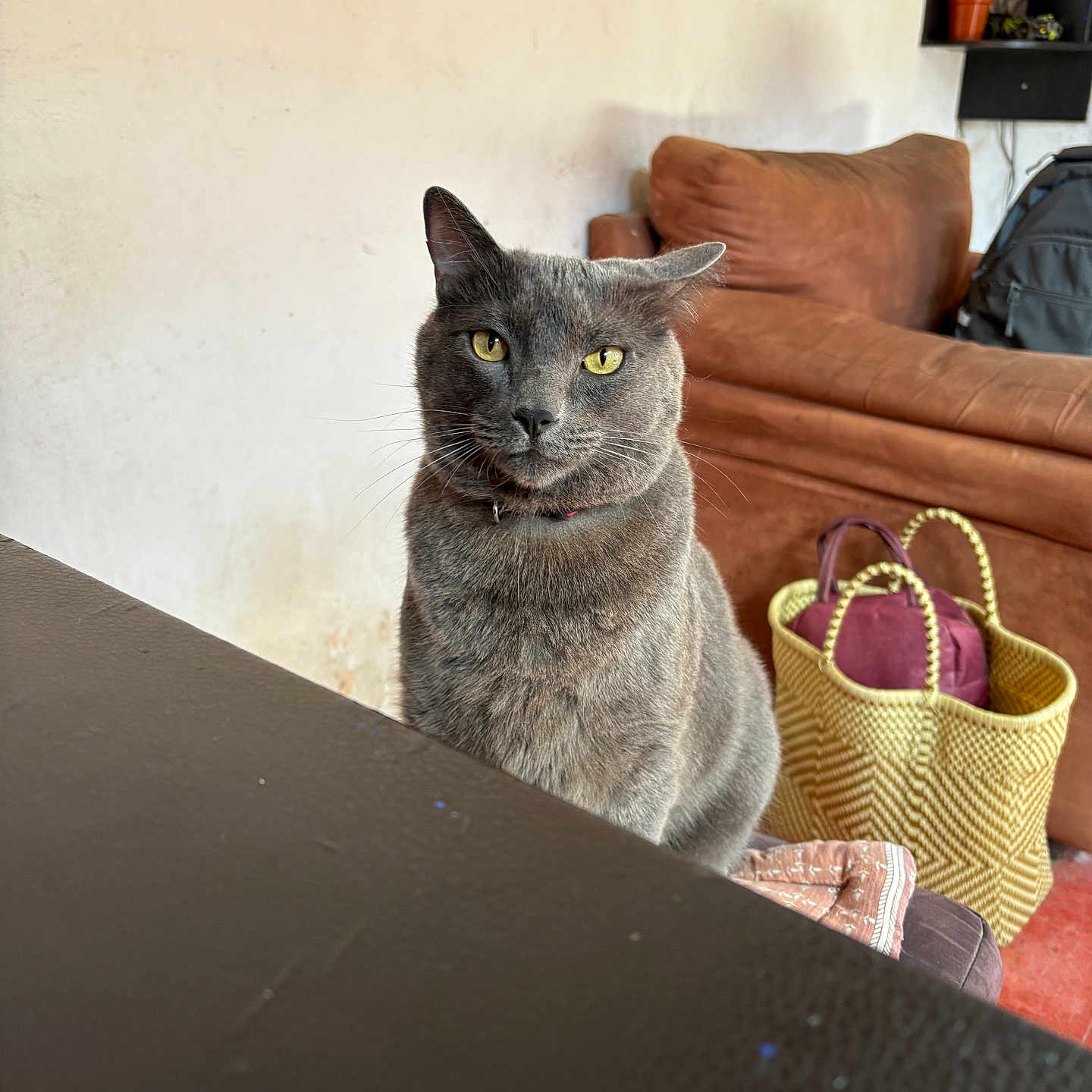 Rengar is registered to the contest to win money with this photo: cat, gray_cat, yellow_eyes, indoor, furniture, couch, basket, bag, wall, table, pet, animal, domestic, looking, sitting, cozy, home, feline, curious, portrait