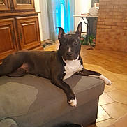 ében a rejoint le concours — aidez-le/la à gagner de superbes lots ! black_and_white, canine, couch, cozy, curtain, dog, domestic_animal, ear_up, floor, furniture, home, indoor, living_room, pet, relaxed, resting, tile_floor, two_dogs, white_chest, wooden_furniture