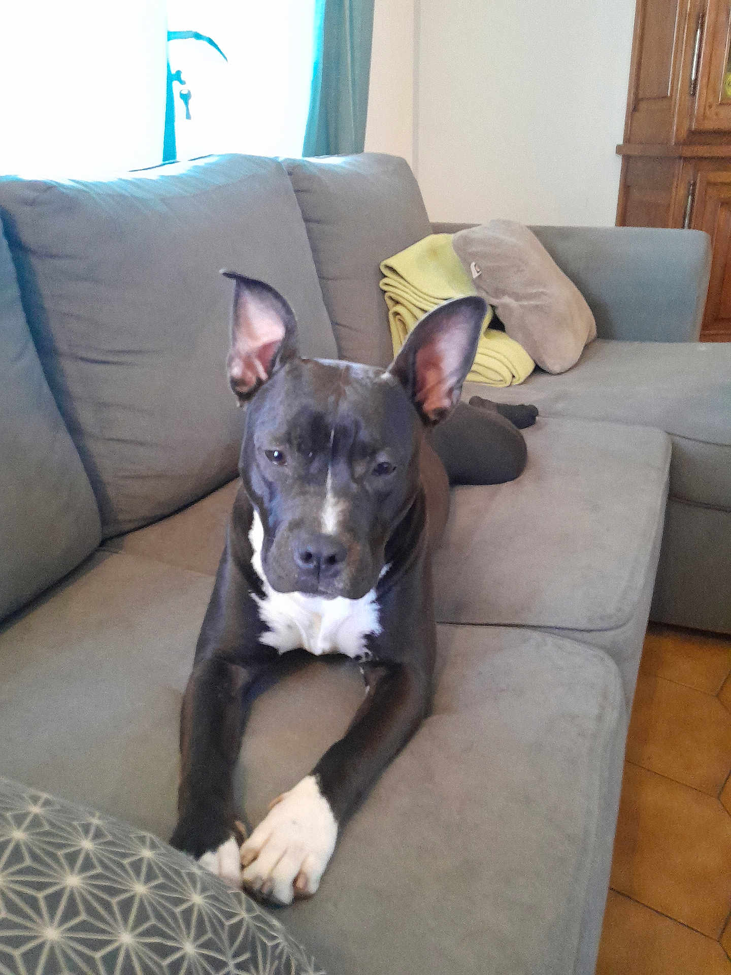 ében participe au concours pour gagner de l'argent avec cette photo : animal, black_and_white, blanket, canine, cushion, dog, domestic, ears_up, floor, furniture, home, indoor, living_room, looking_at_camera, paw, pet, relaxed, resting, sofa, window