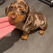 Ralph joined the competition — help win amazing prizes! puppy, dog, dachshund, pet, brown_spotted, floor, hand, indoor, animal, cute, young, looking_up, canine, domestic_animal, tile_floor, fence, background, companion, playful, curious