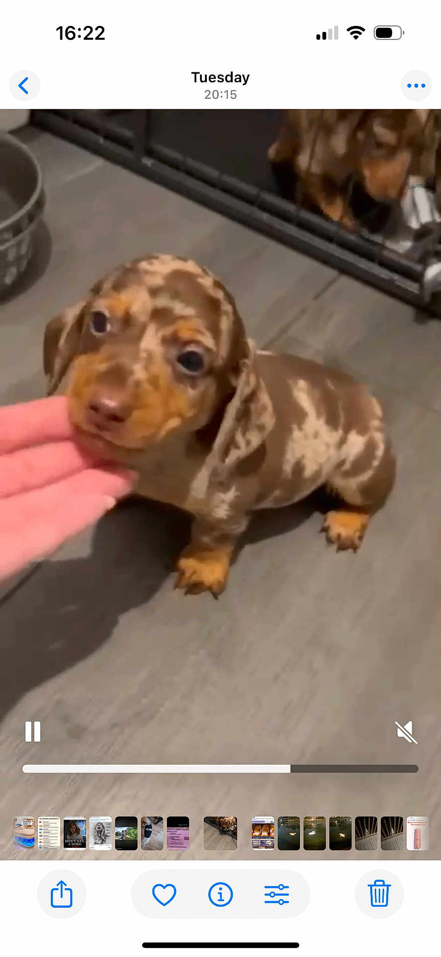 Ralph joined the competition — help win amazing prizes! puppy, dog, dachshund, pet, brown_spotted, floor, hand, indoor, animal, cute, young, looking_up, canine, domestic_animal, tile_floor, fence, background, companion, playful, curious