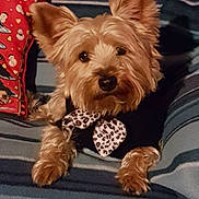 Fripouille a rejoint le concours — aidez-le/la à gagner de superbes lots ! australian_silky_terrier, australian_terrier, cairn_terrier, carnivoran, companion_dog, dog, dog_breed, dog_crossbreeds, dog_like_mammal, morkie, norwich_terrier, small_terrier, snout, terrier, vertebrate, vulnerable_native_breeds, yorkshire_terrier