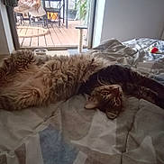 Caline participe au concours pour gagner de l'argent avec cette photo : cat, fluffy, bed, stretching, indoor, pet, furniture, window, door, blanket, comfort, relaxation, animal, fur, paw, domestic, cozy, sleepy, home, natural_light