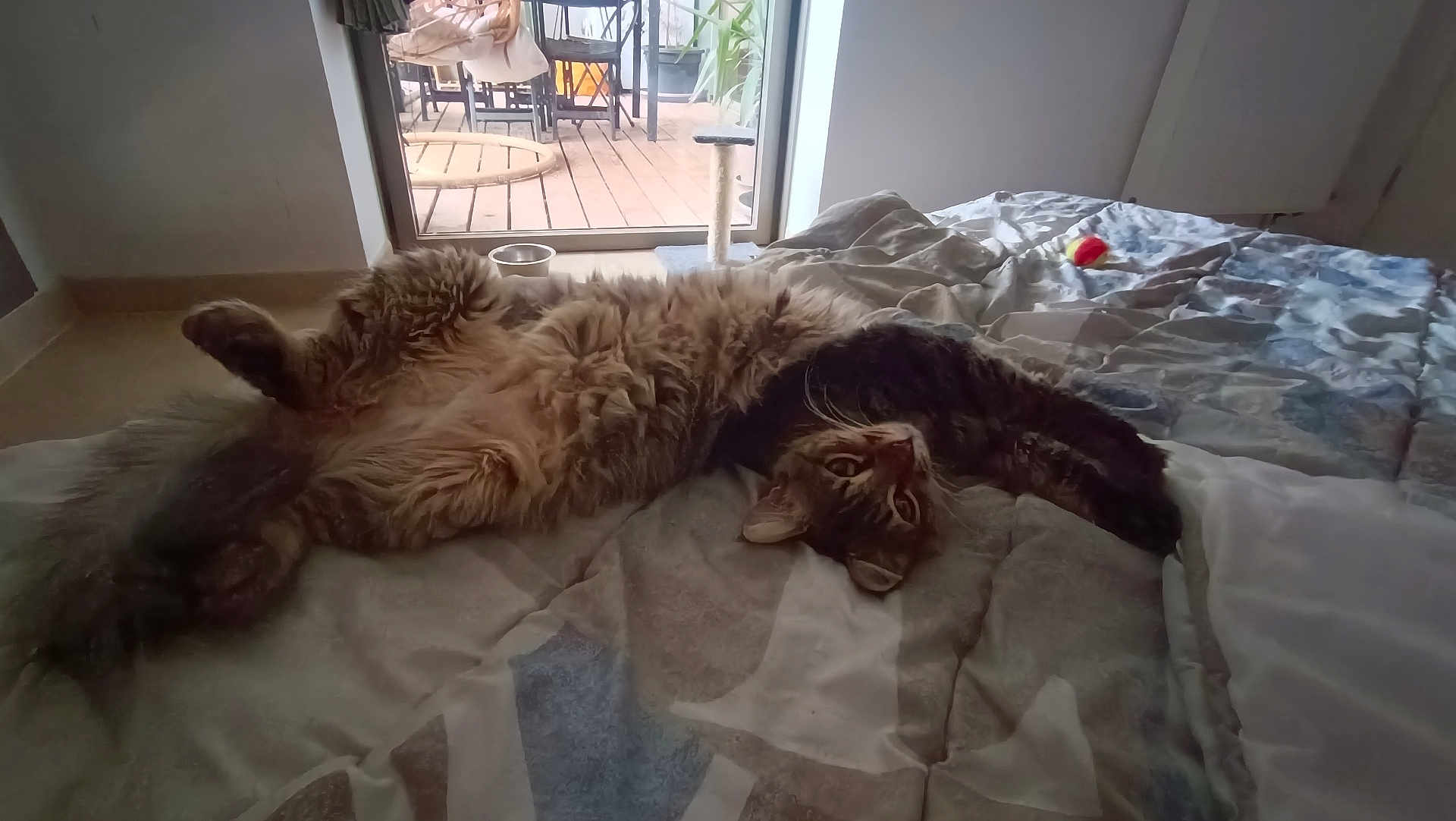 Caline participe au concours pour gagner de l'argent avec cette photo : cat, fluffy, bed, stretching, indoor, pet, furniture, window, door, blanket, comfort, relaxation, animal, fur, paw, domestic, cozy, sleepy, home, natural_light