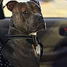 Winston Marshall is registered to the contest to win money with this photo: animal, black, brown, canine, car, closeup, collar, dog, ears, expression, fur, harness, indoor, looking, pet, portrait, seat, sideview, snout, window