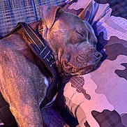 Winston Marshall is registered to the contest to win money with this photo: animal, blue_light, calm, camo_pattern, canine, closeup, collar, comfort, cozy, dog, fur, indoor, nap, pet, pillow, purple_light, quiet, relaxed, resting, sleeping