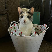 Princess is registered to the contest to win money with this photo: cat, bucket, tissue_paper, polka_dots, indoor, furniture, curious, pet, animal, white_bucket, calico_cat, carpet, cozy, looking_at_camera, domestic_cat, cute, sitting, household, close_up, ears