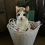 cat, bucket, tissue_paper, polka_dots, indoor, furniture, curious, pet, animal, white_bucket, calico_cat, carpet, cozy, looking_at_camera, domestic_cat, cute, sitting, household, close_up, ears