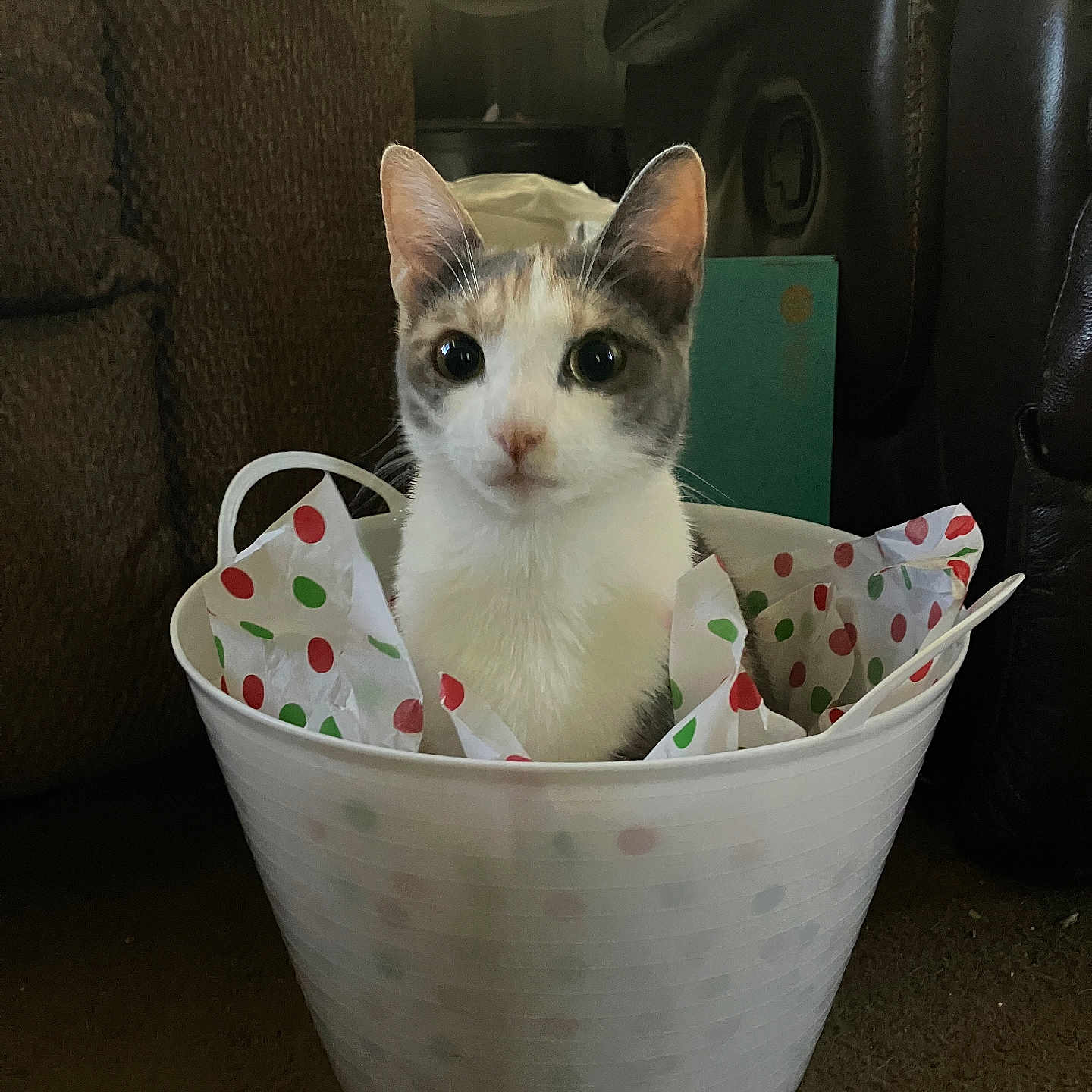 Princess is registered to the contest to win money with this photo: animal, bucket, calico_cat, carpet, cat, close_up, cozy, curious, cute, domestic_cat, ears, furniture, household, indoor, looking_at_camera, pet, polka_dots, sitting, tissue_paper, white_bucket