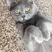 Goose joined the competition — help win amazing prizes! animal, carpet, cat, close_up, cute, domestic_animal, ears, feline, fur, gray_cat, home, indoor, lying_down, paws, pet, playful, relaxed, texture, whiskers, yellow_eyes