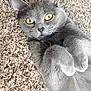 animal, carpet, cat, close_up, cute, domestic_animal, ears, feline, fur, gray_cat, home, indoor, lying_down, paws, pet, playful, relaxed, texture, whiskers, yellow_eyes