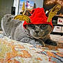 Goose is registered to the contest to win money with this photo: animal, carpet, cat, close_up, costume, cute, decor, ears, festive, fur, golden_antlers, gray_cat, holiday, home, indoor, lying_down, pet, red_hat, relaxed, whiskers