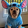 Luna joined the competition — help win amazing prizes! animal, blue, costume, cute, daylight, dog, ears, fluffy, french_bulldog, front_facing, hood, indoors, paws, pet, portrait, serious_expression, sitting, stitch_costume, window, wood_floor