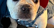 Luna joined the competition — help win amazing prizes! animal, bucket_hat, bulldog, close_up, cute, denim, dog, eyes, fashion, hat, indoors, outfit, paws, pet, photography, portrait, puppy, sitting, star_pattern, wood_floor