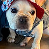 animal, bucket_hat, bulldog, close_up, cute, denim, dog, eyes, fashion, hat, indoors, outfit, paws, pet, photography, portrait, puppy, sitting, star_pattern, wood_floor
